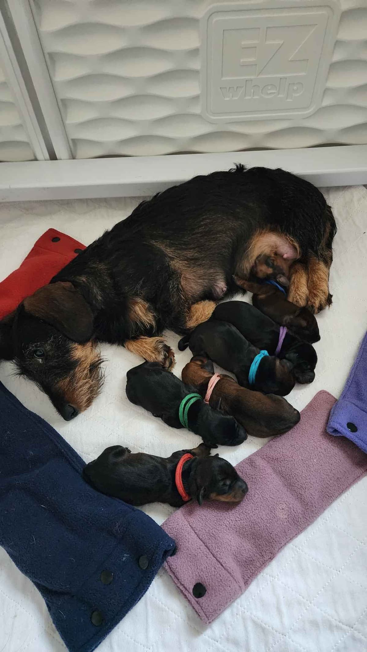 Mini Wirehaired Dachshund Puppies - WA state breeder image 1