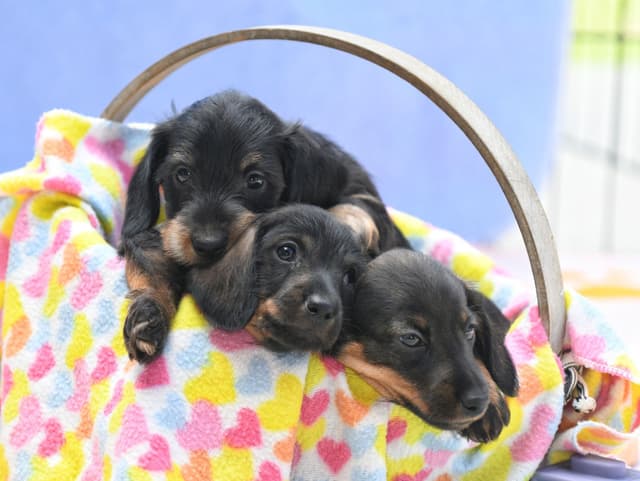 Mini Wirehaired Dachshund Puppies - WA state media 2