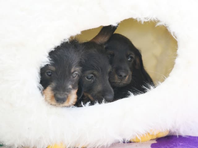 Mini Wirehaired Dachshund Puppies - WA state media 3