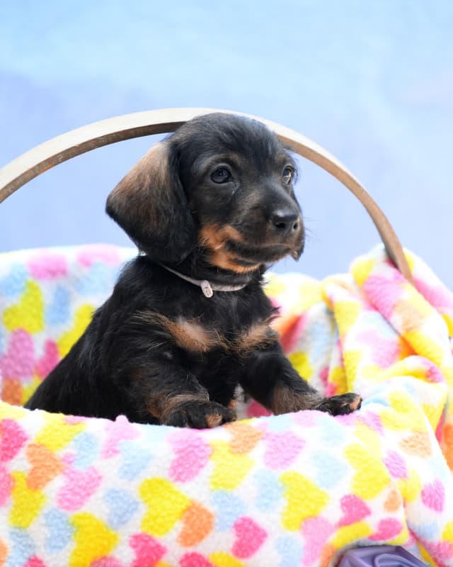 Mini Wirehaired Dachshund Puppies - WA state media 4