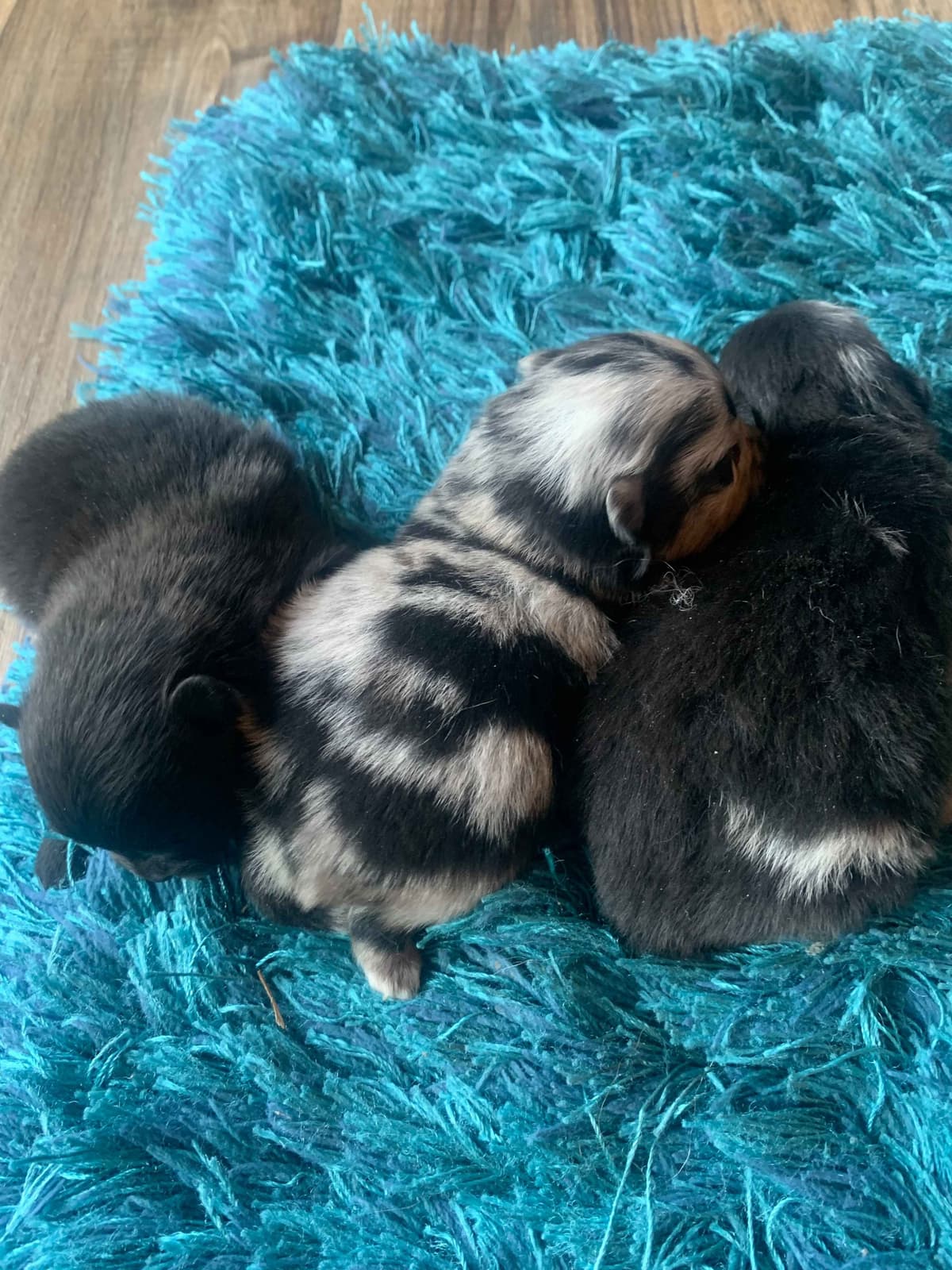 Pomeranian Puppies breeder image 1