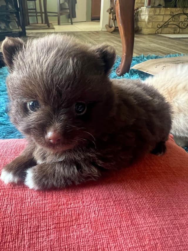 Pomeranian Puppies media 2