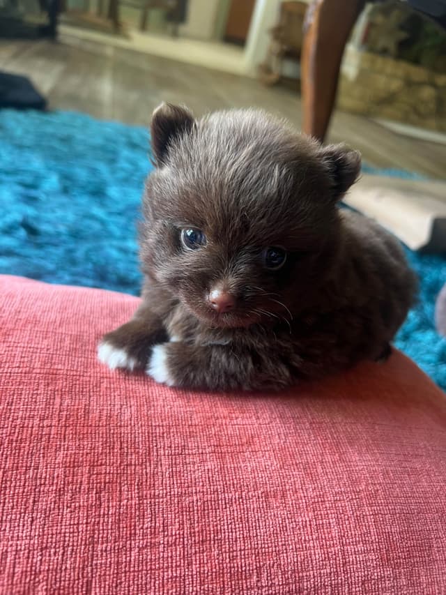 Pomeranian Puppies media 3