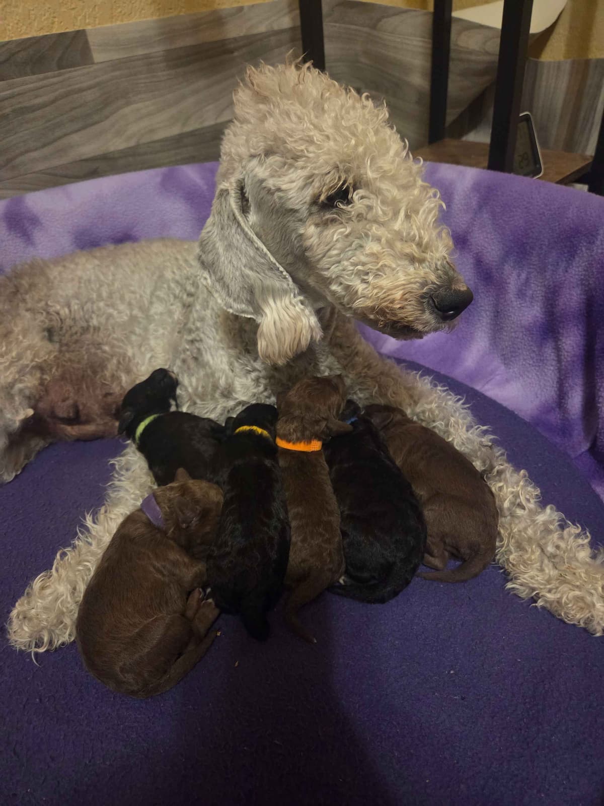 Bedlington Terrier Puppies breeder image 3