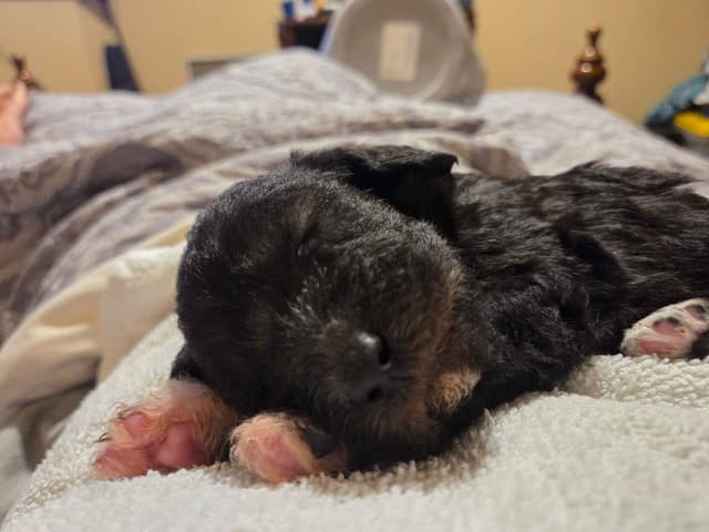 Bedlington Terrier Puppies media 2