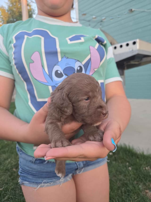 Bedlington Terrier Puppies media 3