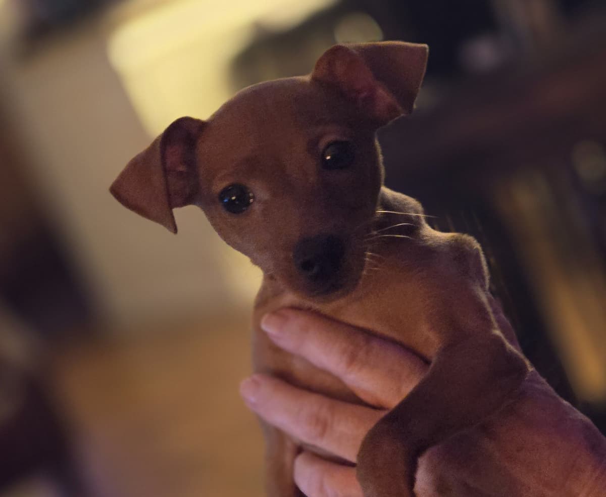 Miniature Pinscher Puppies breeder image 2