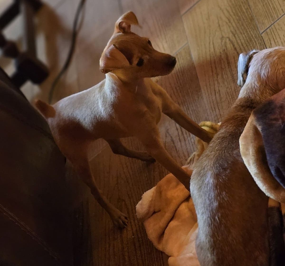 Miniature Pinscher Puppies breeder image 3