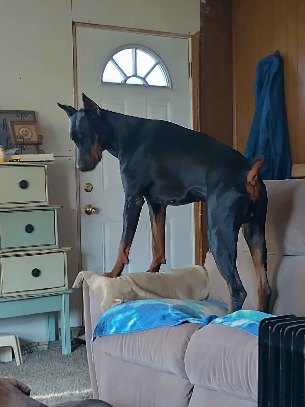 European Doberman Pinscher Puppies breeder image 1
