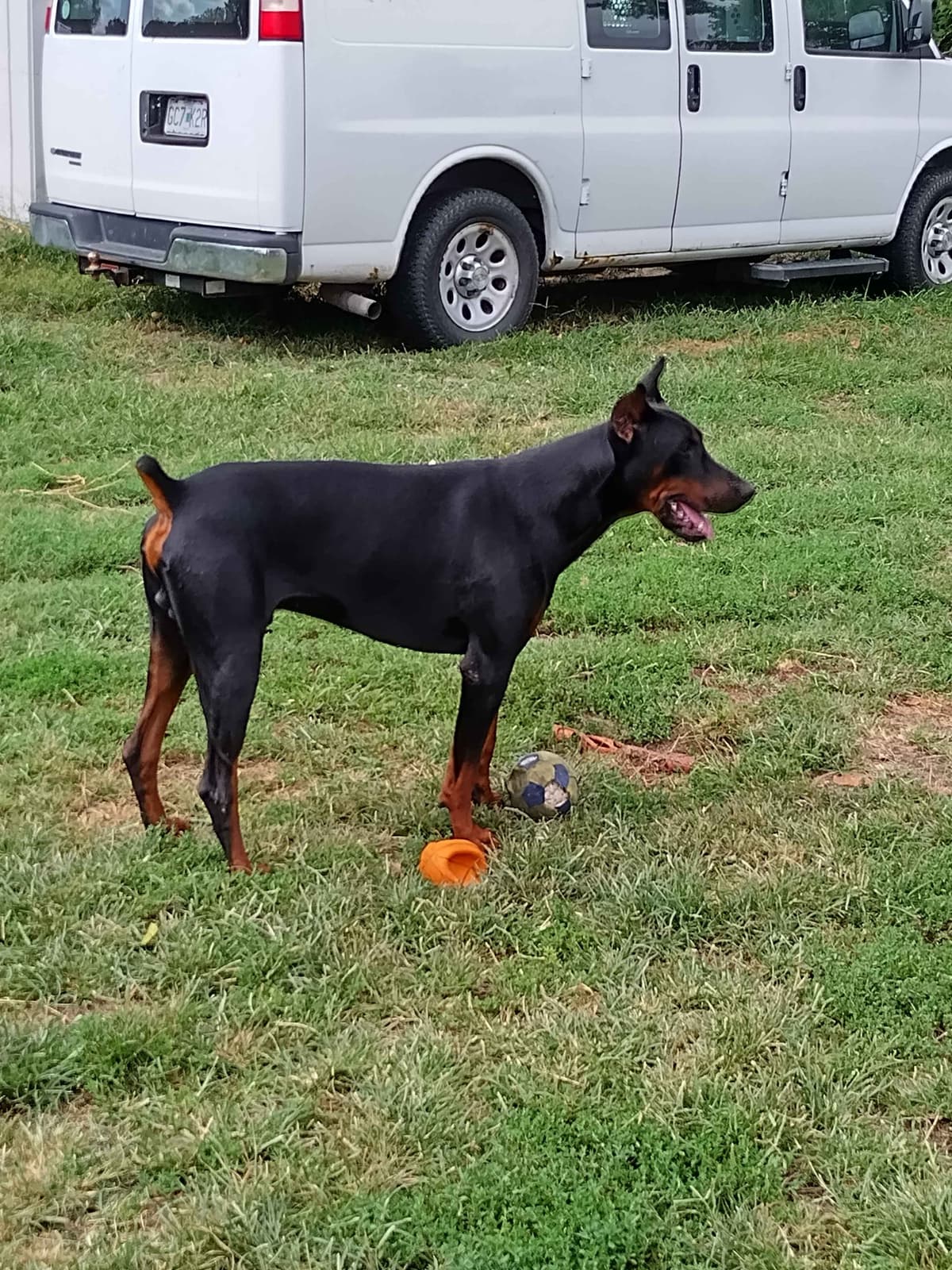 European Doberman Pinscher Puppies breeder image 2