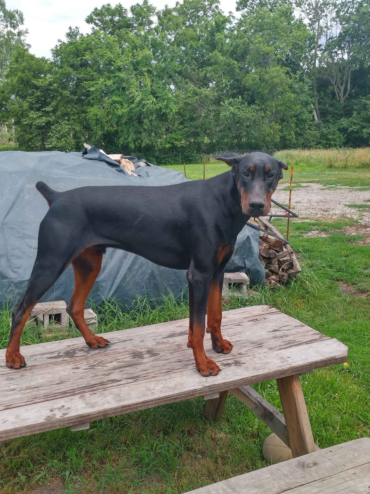 European Doberman Pinscher Puppies breeder image 4