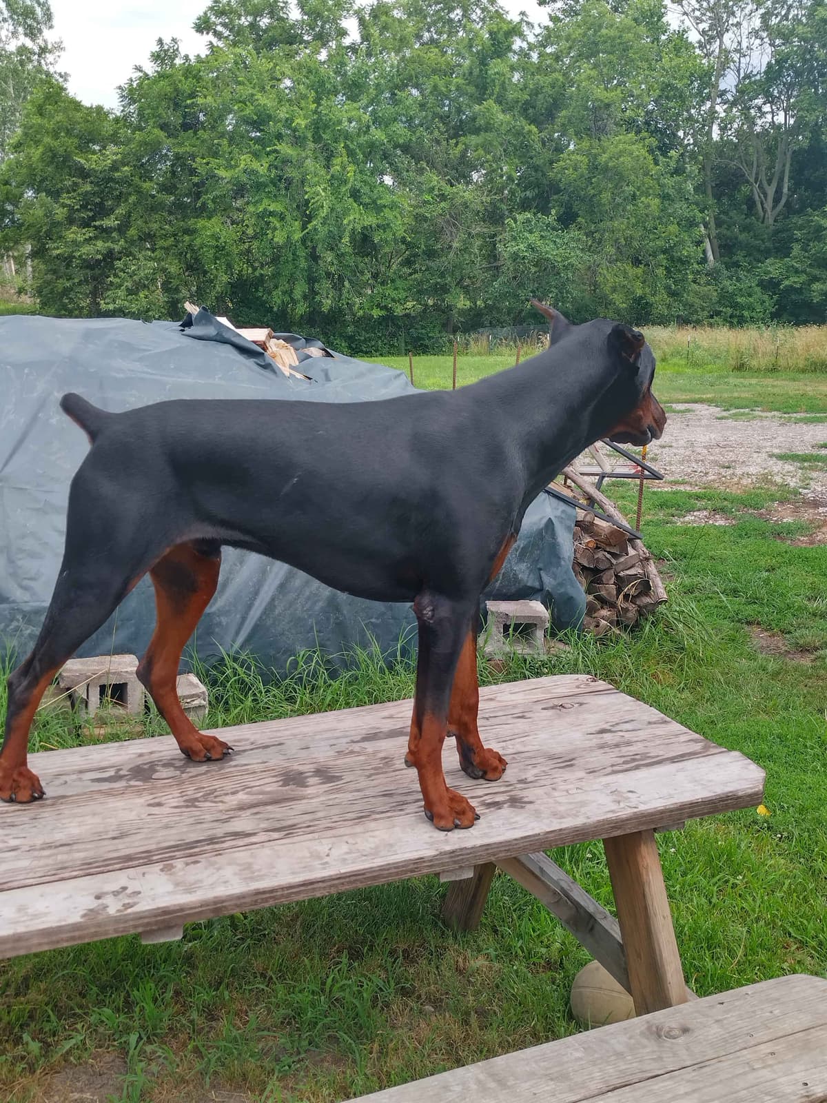 European Doberman Pinscher Puppies breeder image 5