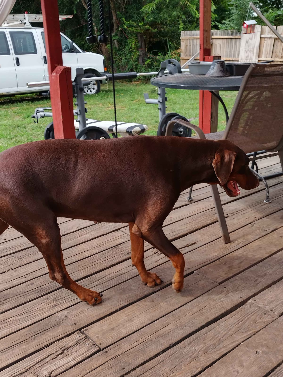 European Doberman Pinscher Puppies breeder image 6