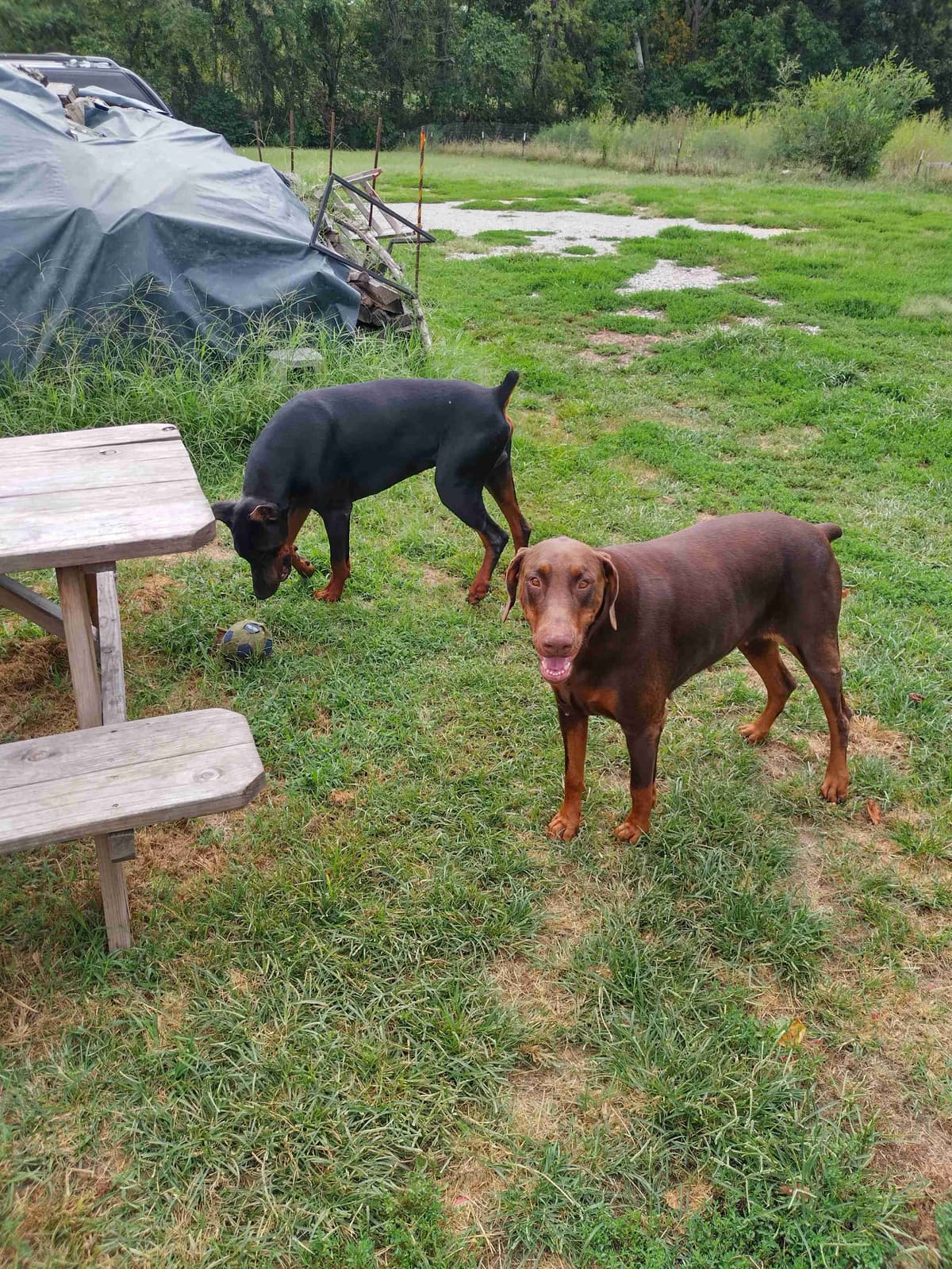 European Doberman Pinscher Puppies breeder image 7