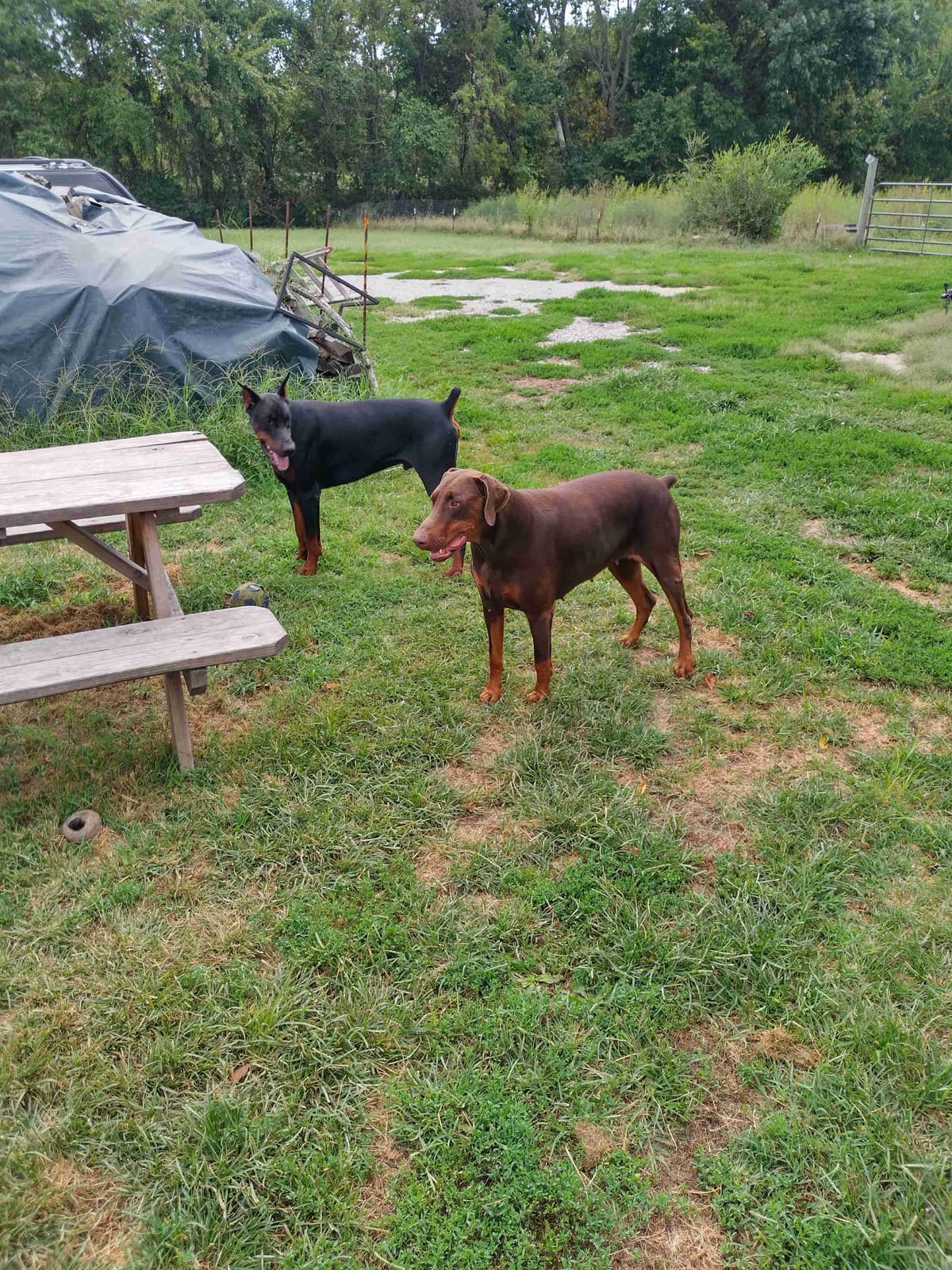European Doberman Pinscher Puppies breeder image 8