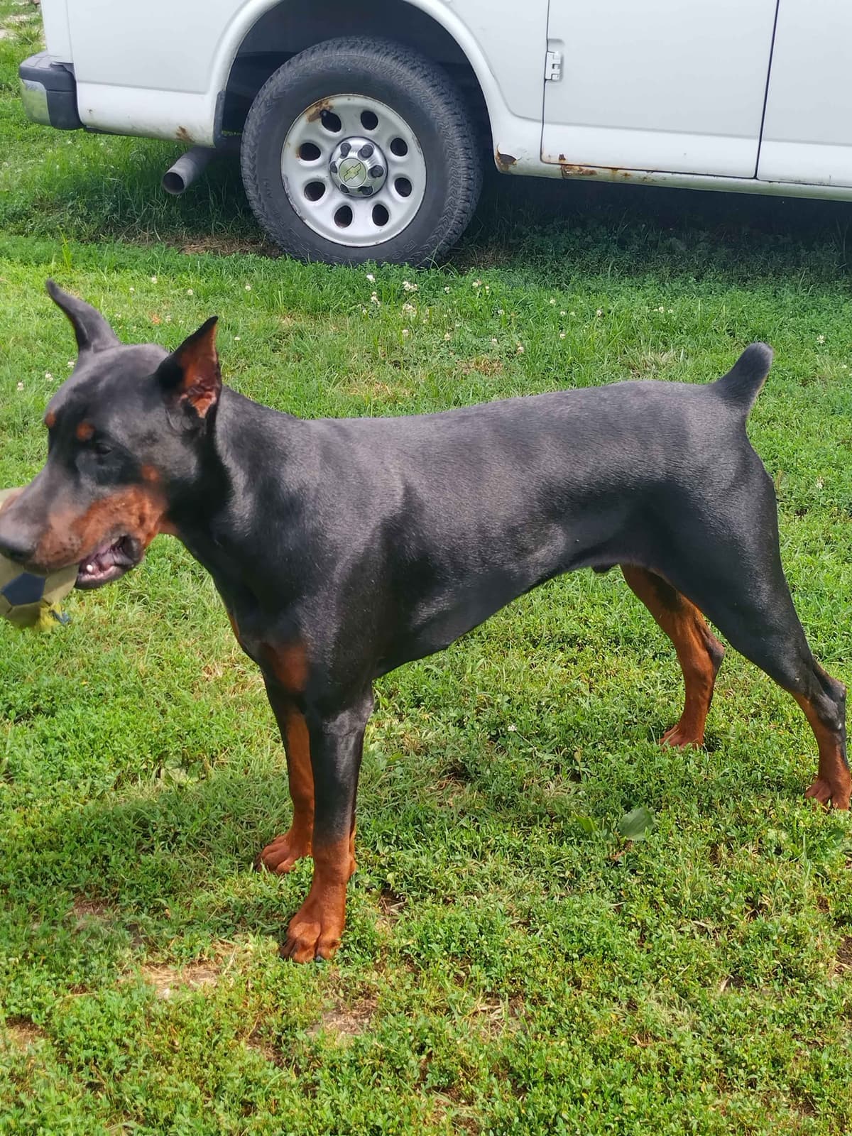 European Doberman Pinscher Puppies breeder image 9