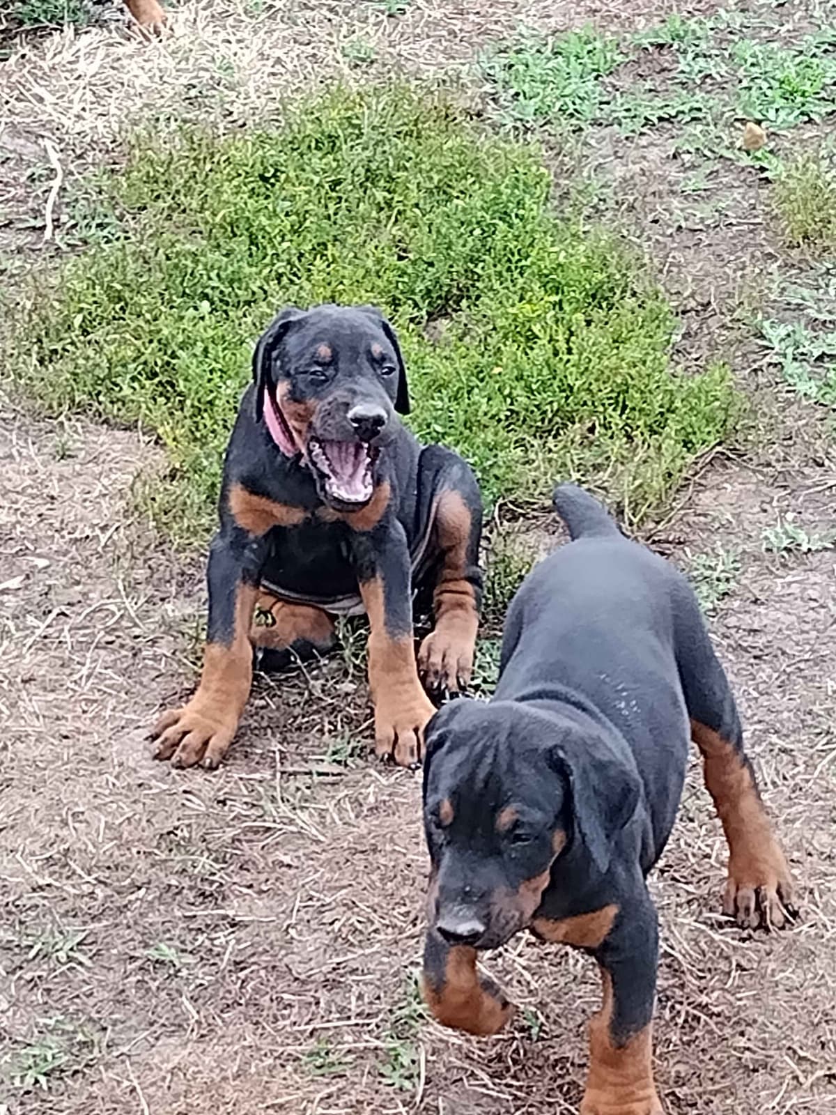 European Doberman Pinscher Puppies breeder image 10
