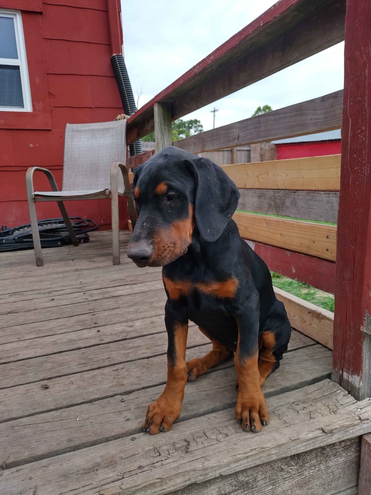 European Doberman Pinscher Puppies breeder image 11