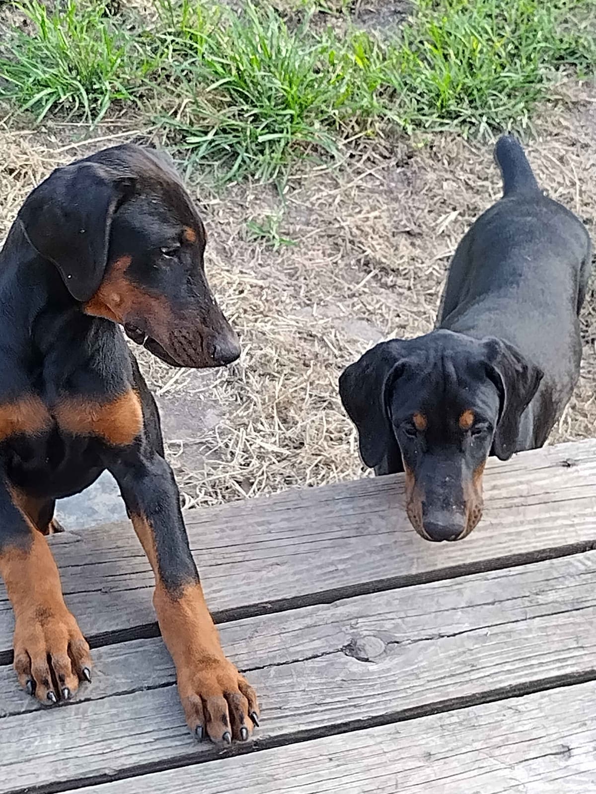 European Doberman Pinscher Puppies breeder image 13