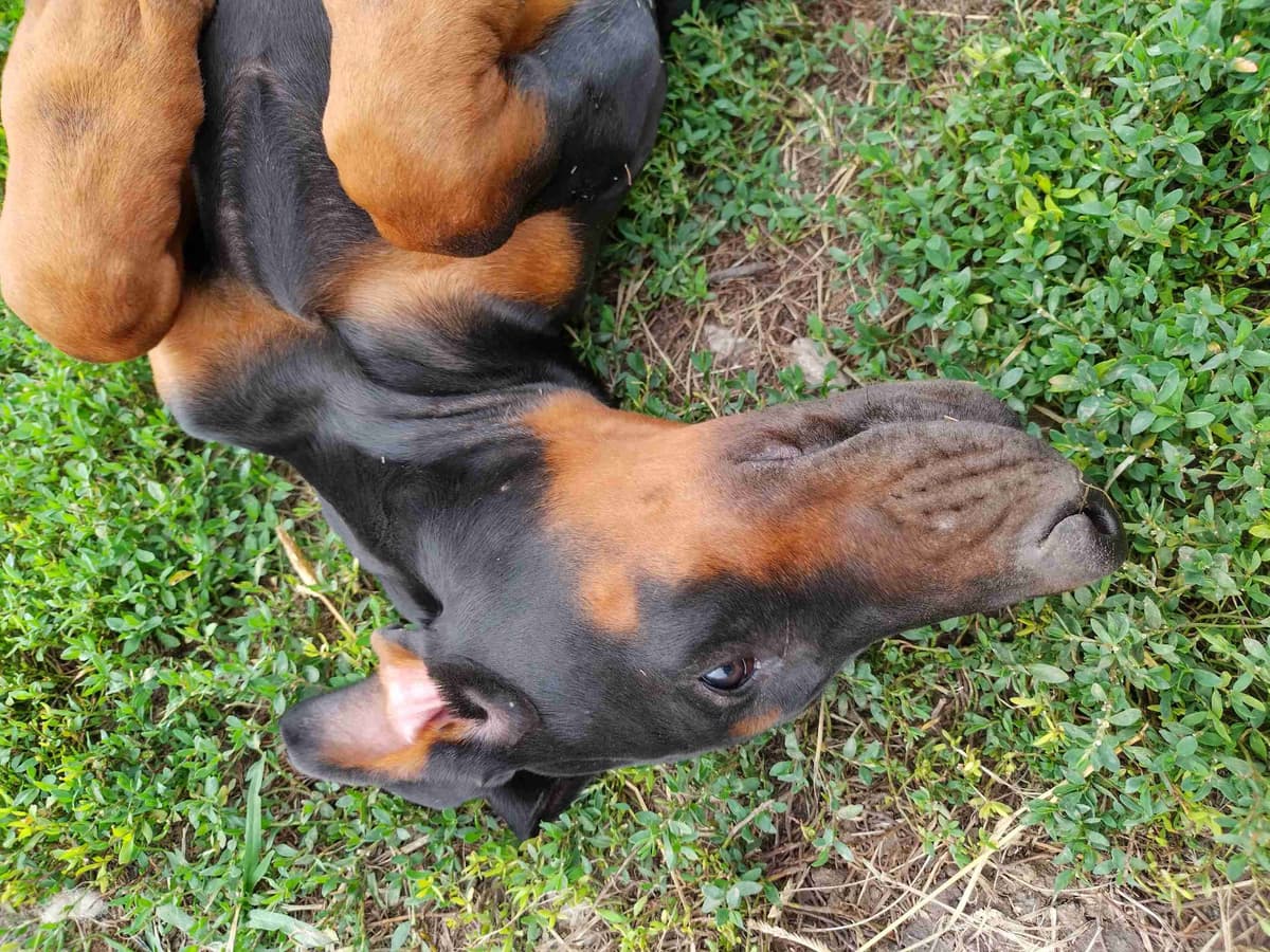 European Doberman Pinscher Puppies breeder image 12