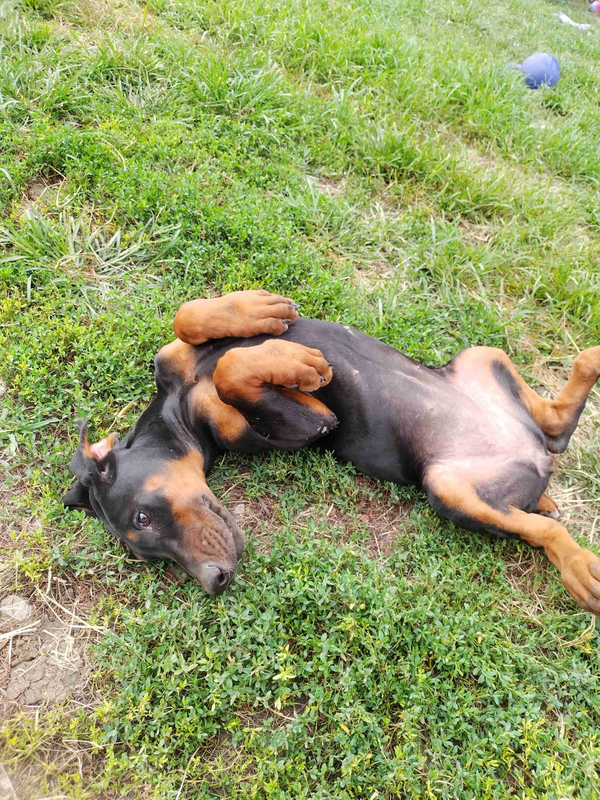 European Doberman Pinscher Puppies breeder image 14