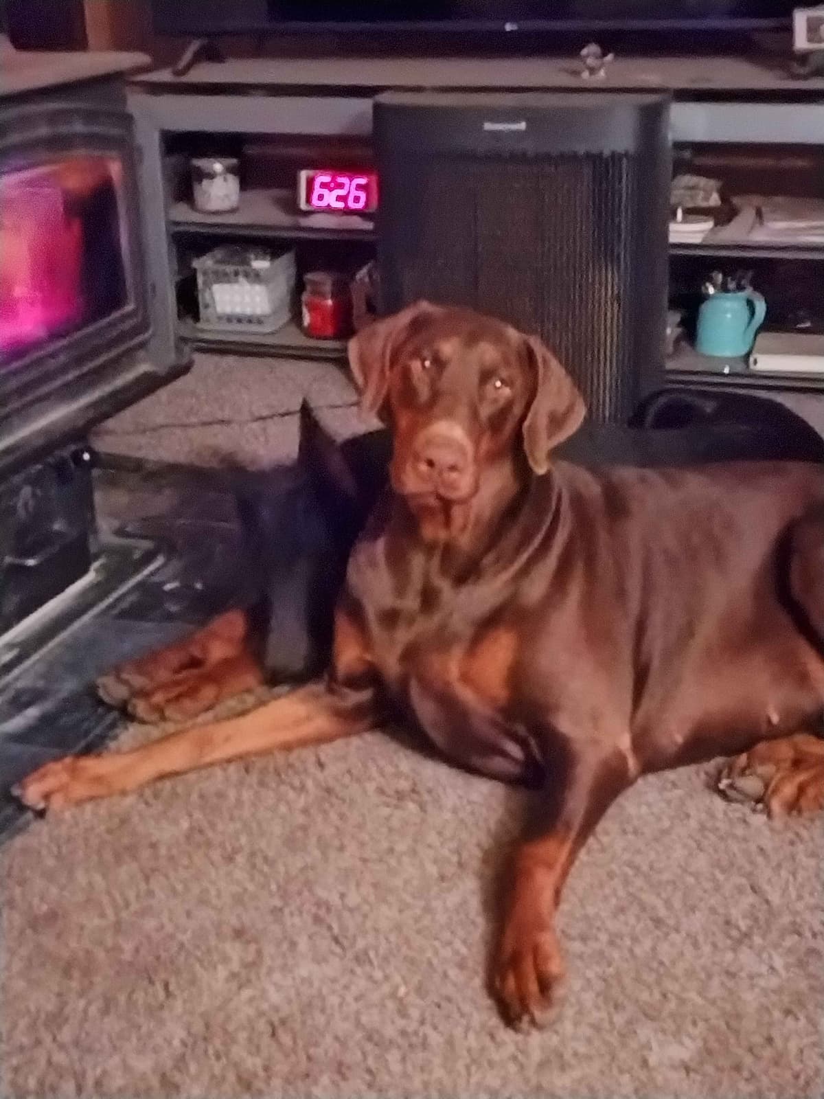 European Doberman Pinscher Puppies breeder image 16