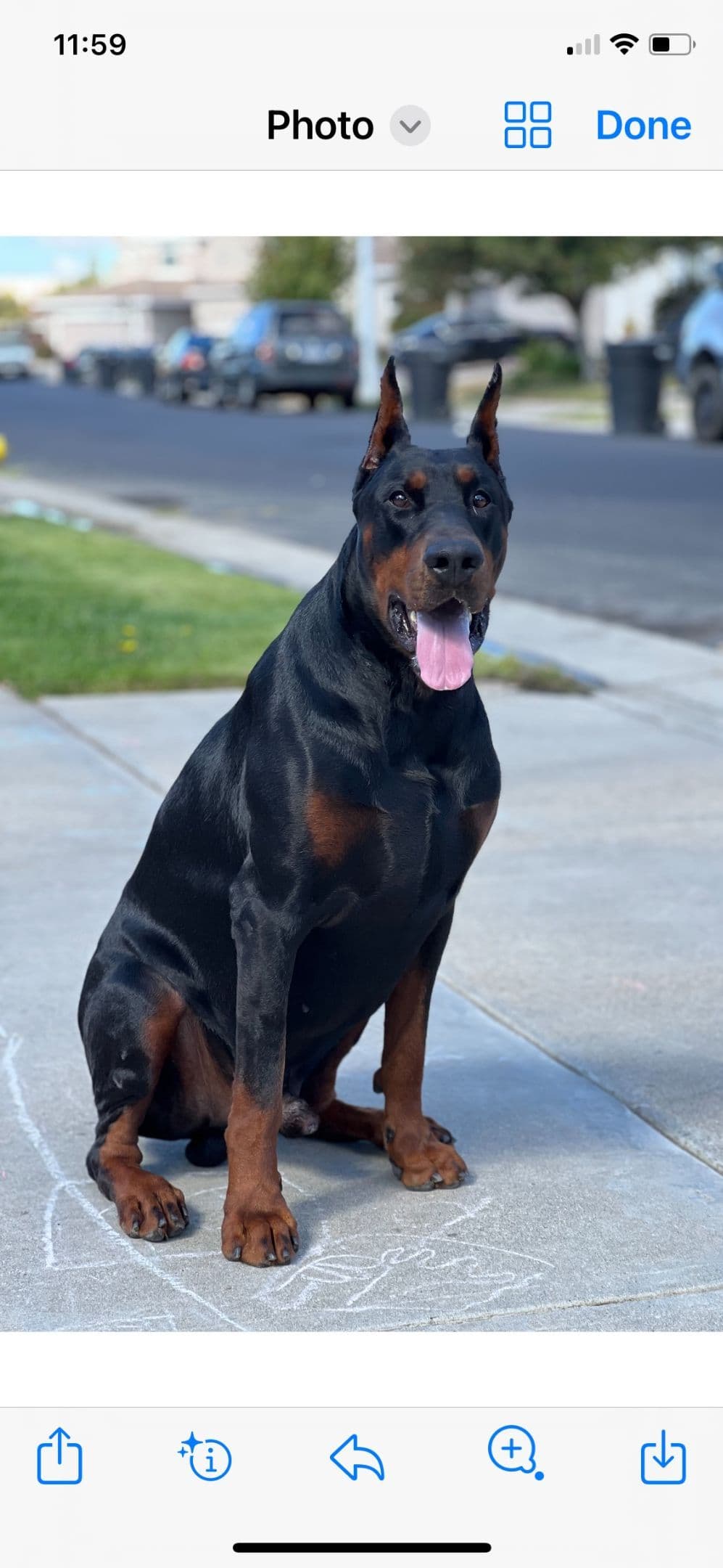 European Doberman Pinscher Puppies breeder image 18