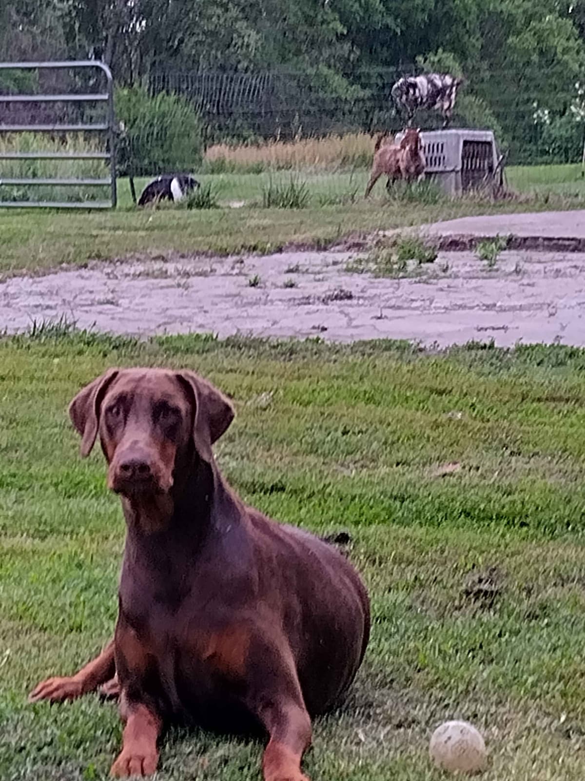 European Doberman Pinscher Puppies breeder image 19