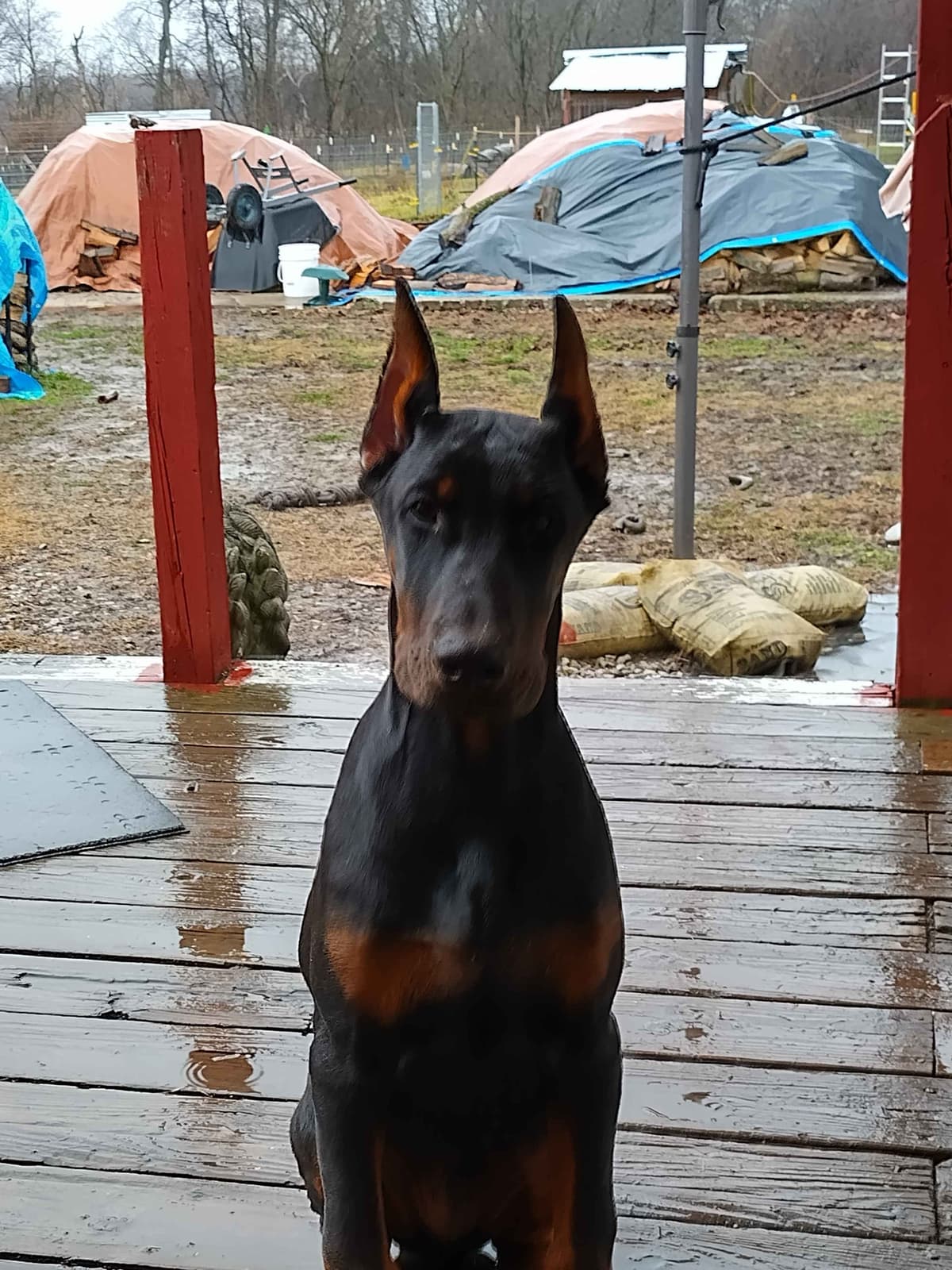 European Doberman Pinscher Puppies breeder image 20