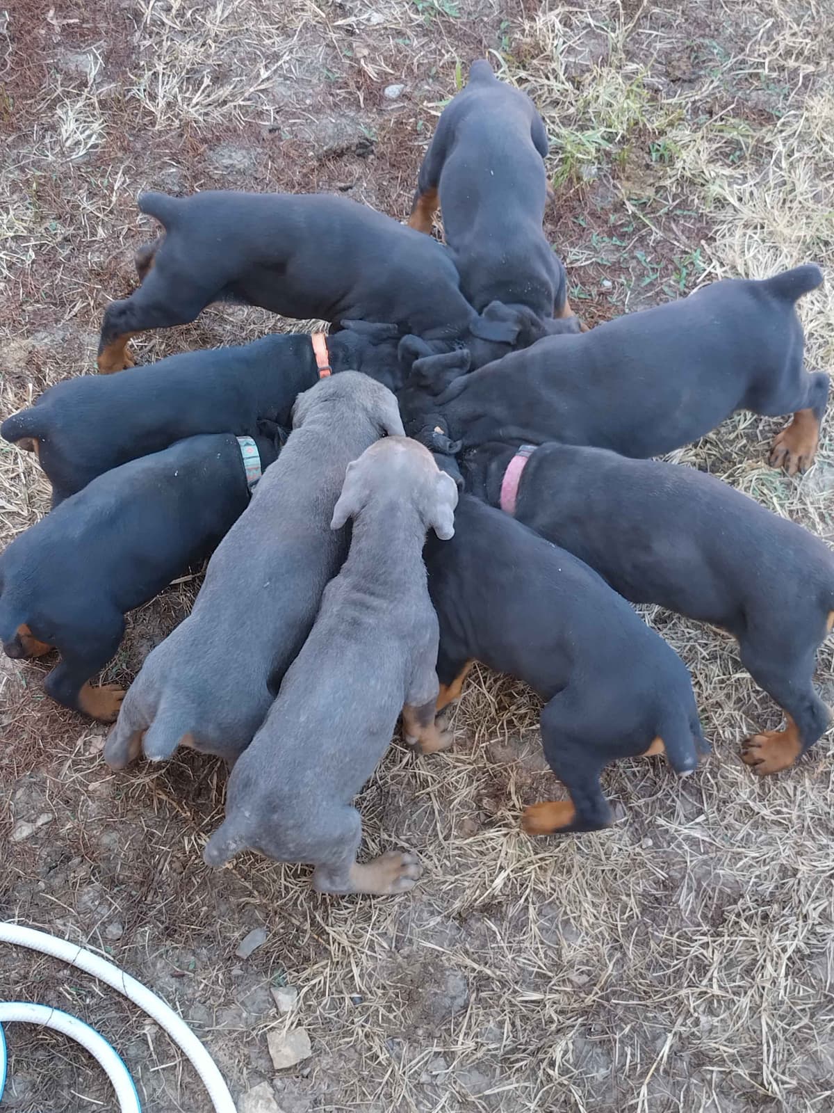 European Doberman Pinscher Puppies breeder image 21