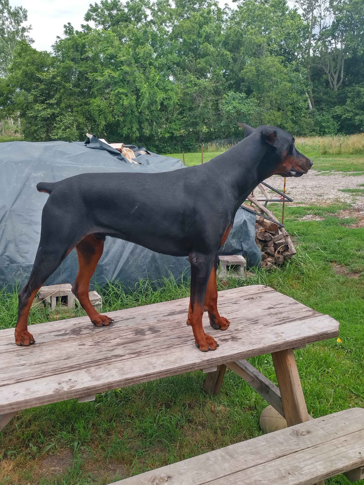 European Doberman Pinscher Puppies breeder image 22