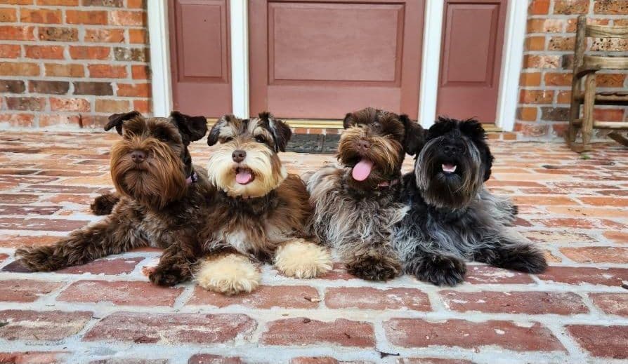 Miniature Schnauzer Puppies breeder image 2