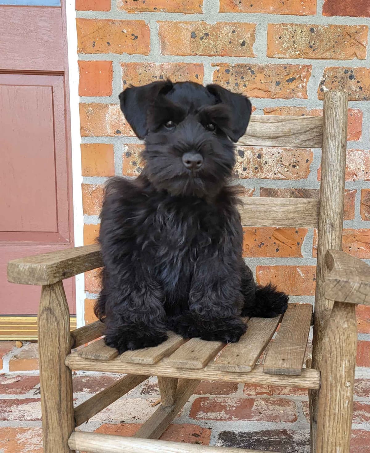 Miniature Schnauzer Puppies breeder image 3
