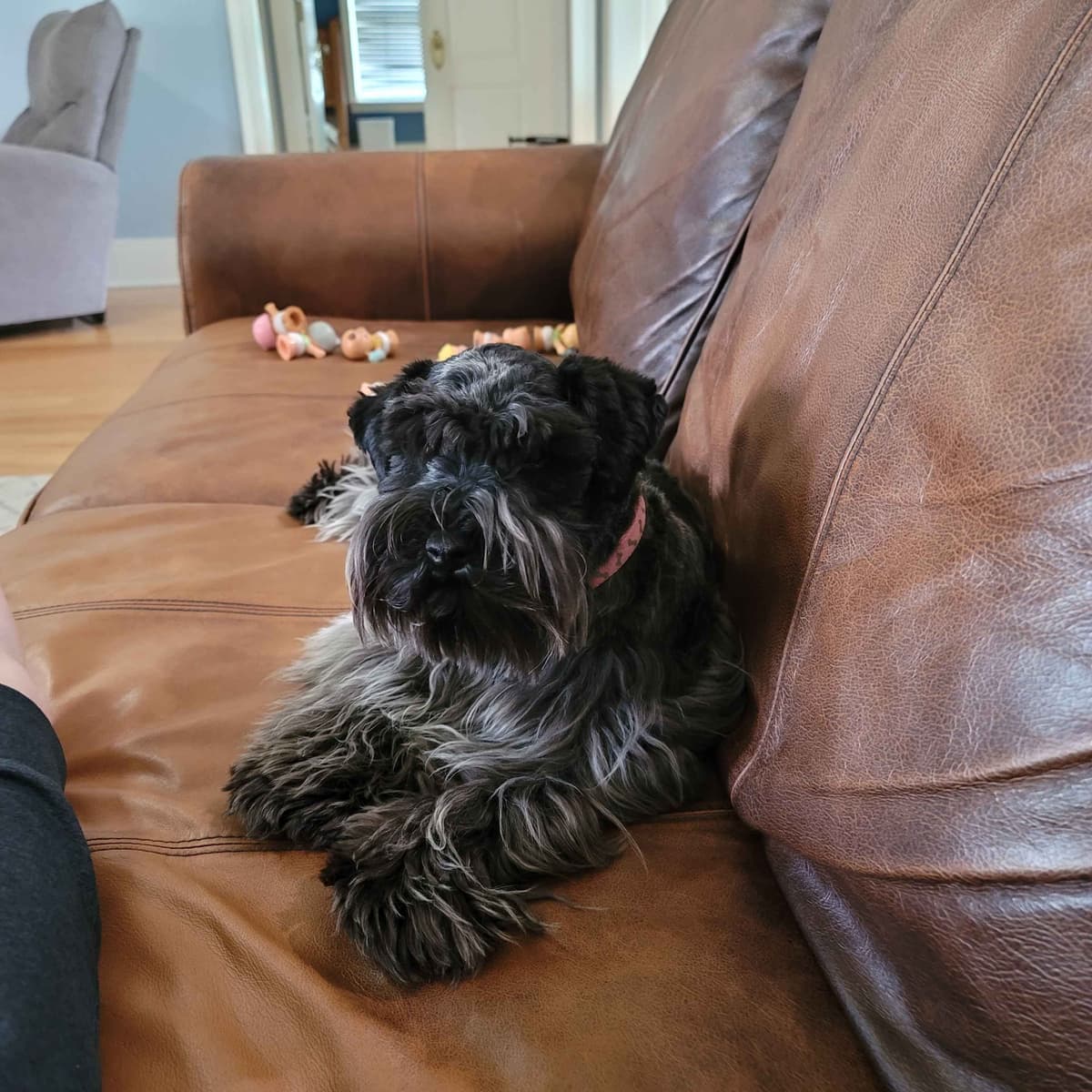 Miniature Schnauzer Puppies breeder image 4