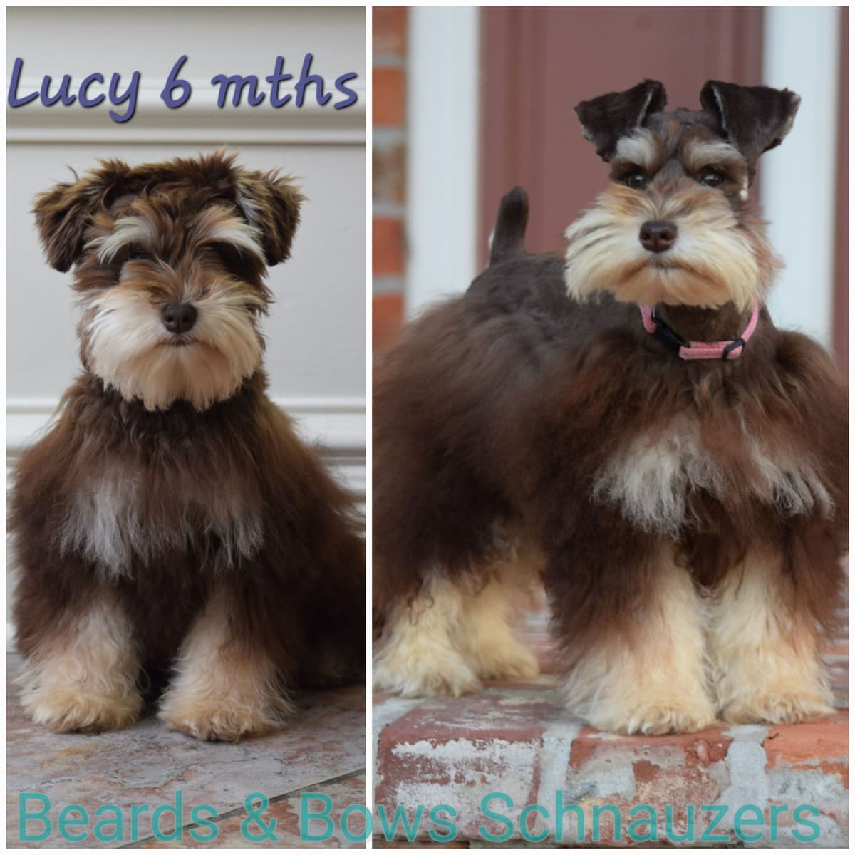 Miniature Schnauzer Puppies breeder image 6