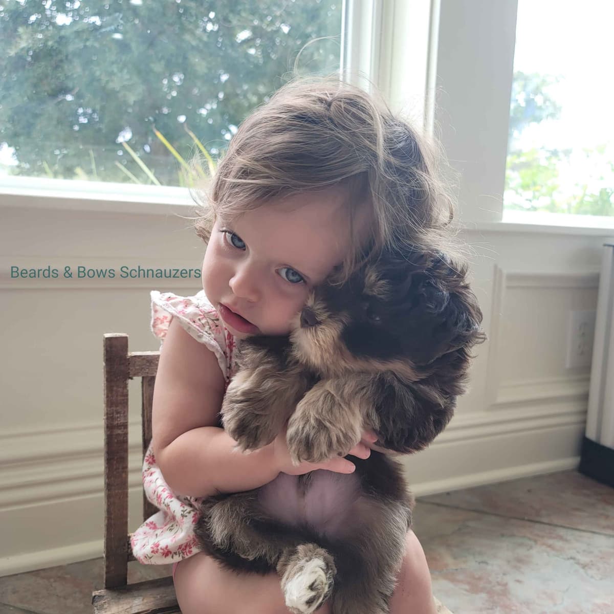 Miniature Schnauzer Puppies breeder image 9