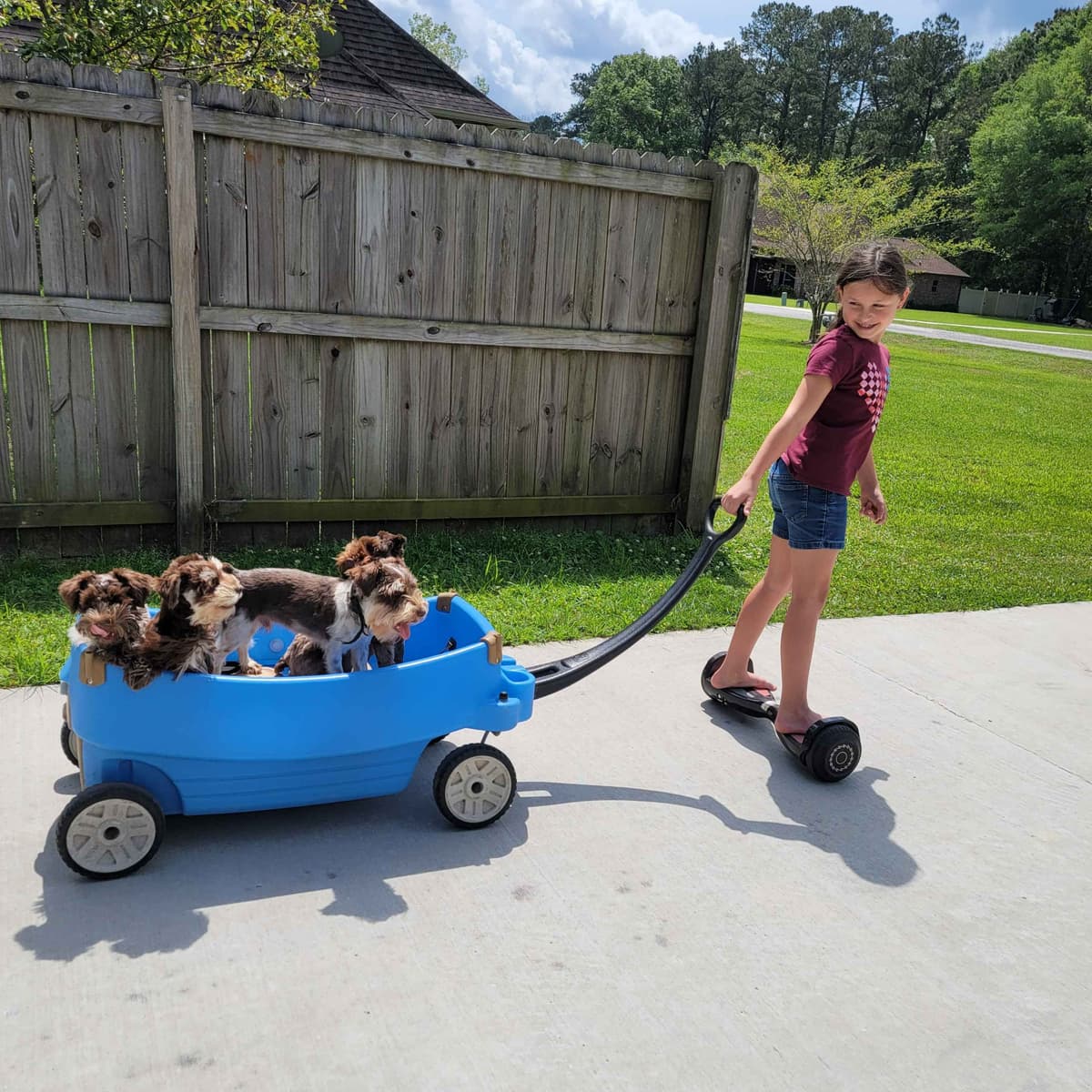 Miniature Schnauzer Puppies breeder image 10