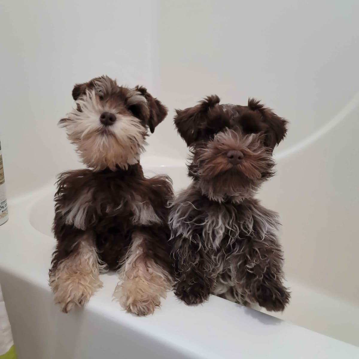 Miniature Schnauzer Puppies breeder image 12
