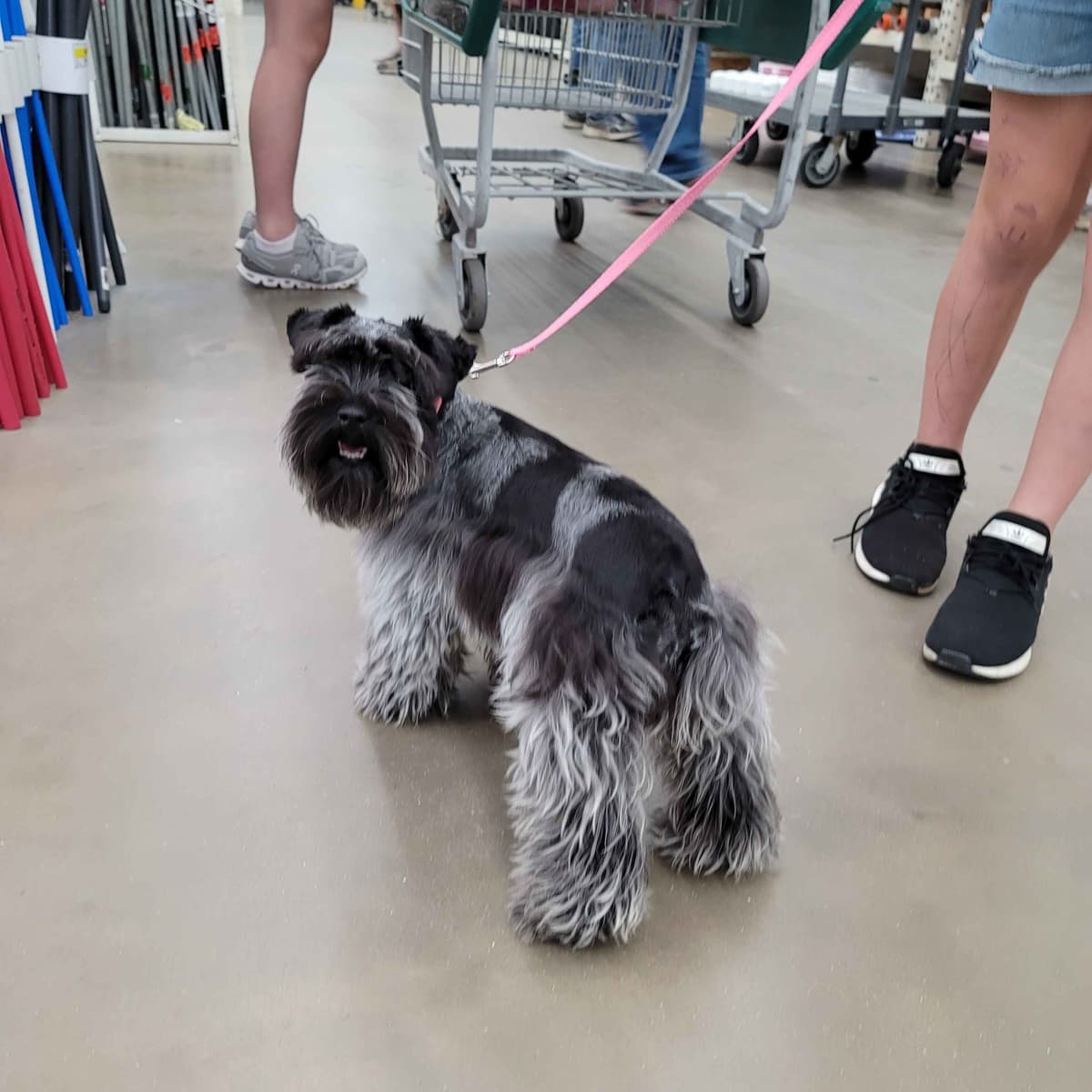Miniature Schnauzer Puppies breeder image 13
