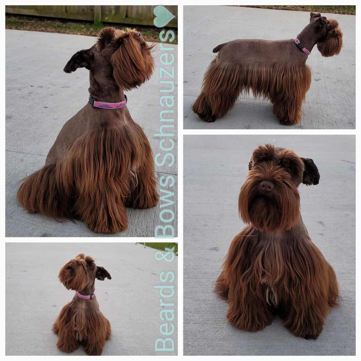 Miniature Schnauzer Puppies breeder image 14