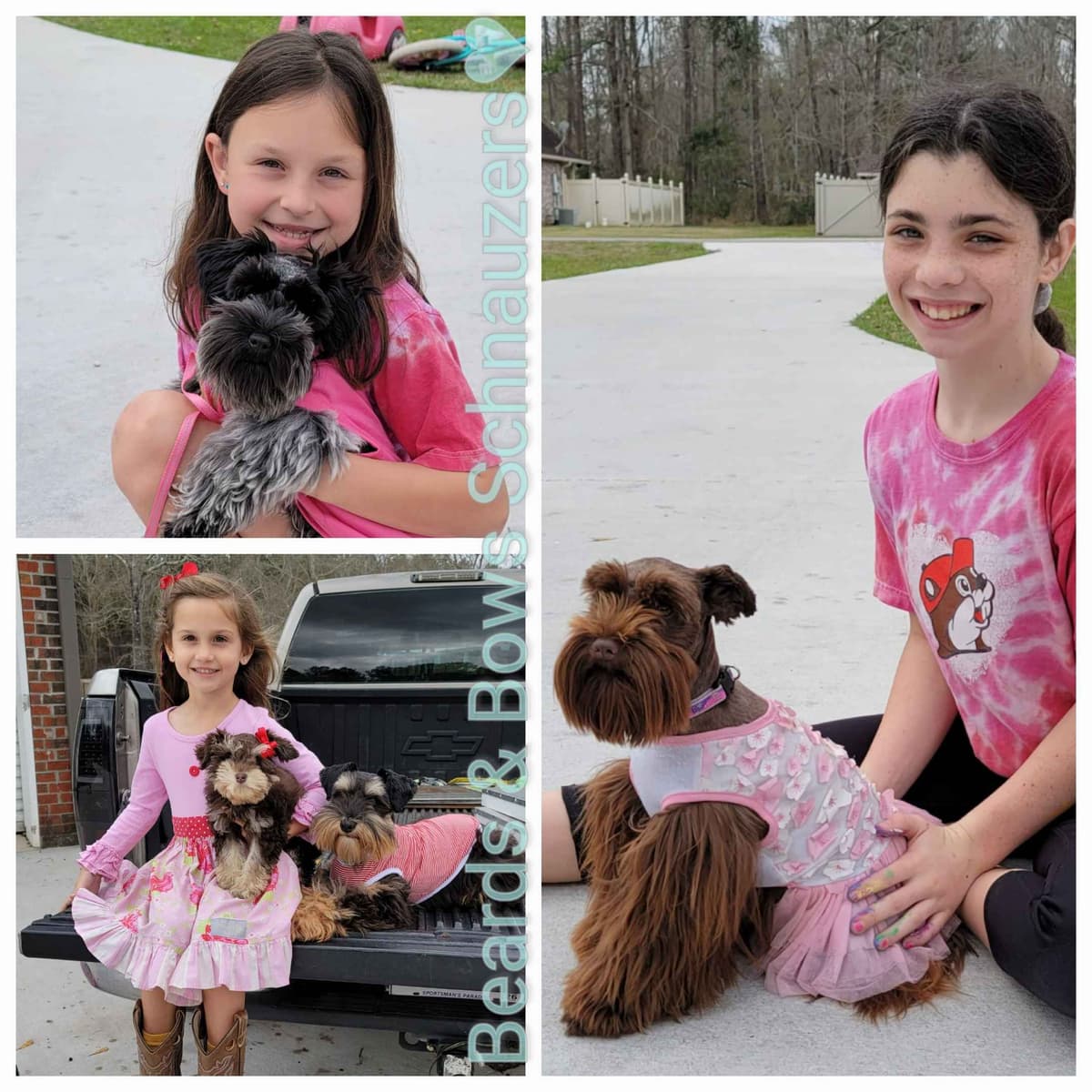 Miniature Schnauzer Puppies breeder image 15