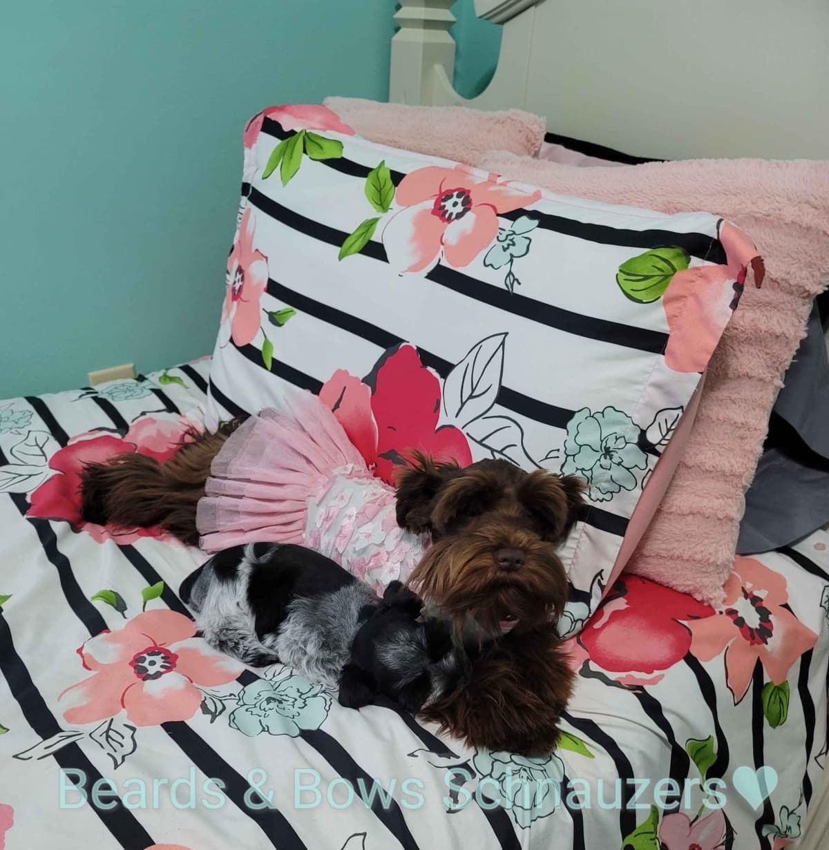 Miniature Schnauzer Puppies breeder image 16