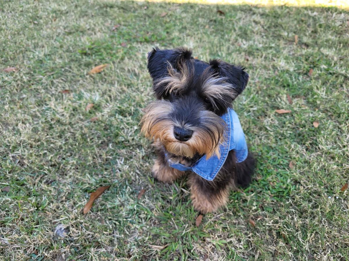 Miniature Schnauzer Puppies breeder image 17