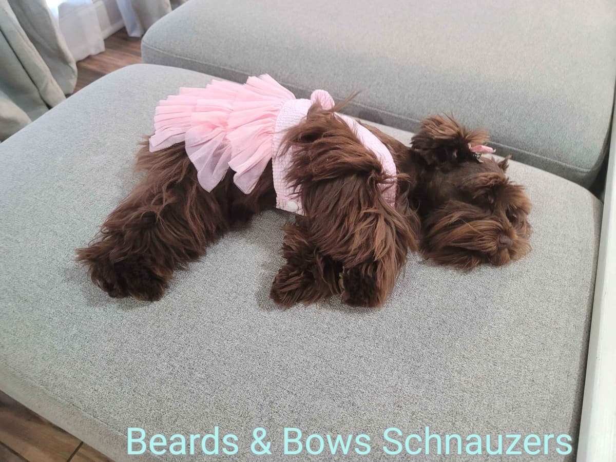 Miniature Schnauzer Puppies breeder image 20