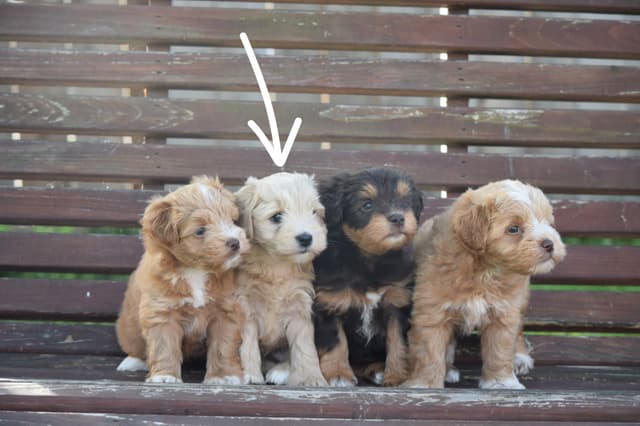 Miniature Schnauzer Puppies media 2