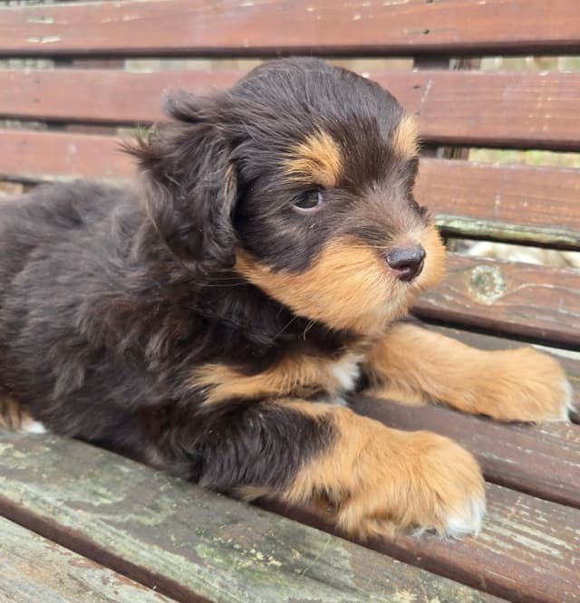 Miniature Schnauzer Puppies media 3