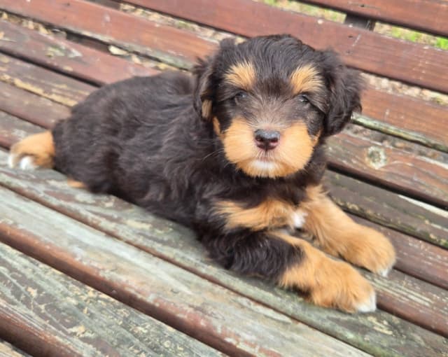 Miniature Schnauzer Puppies media 4