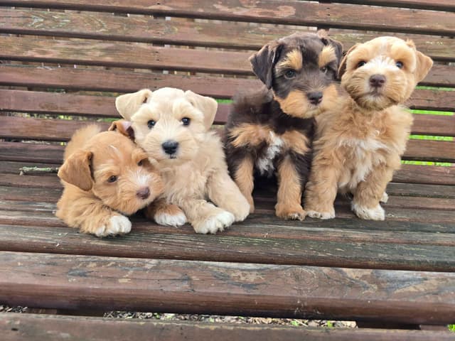 Miniature Schnauzer Puppies media 5
