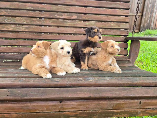 Miniature Schnauzer Puppies media 6