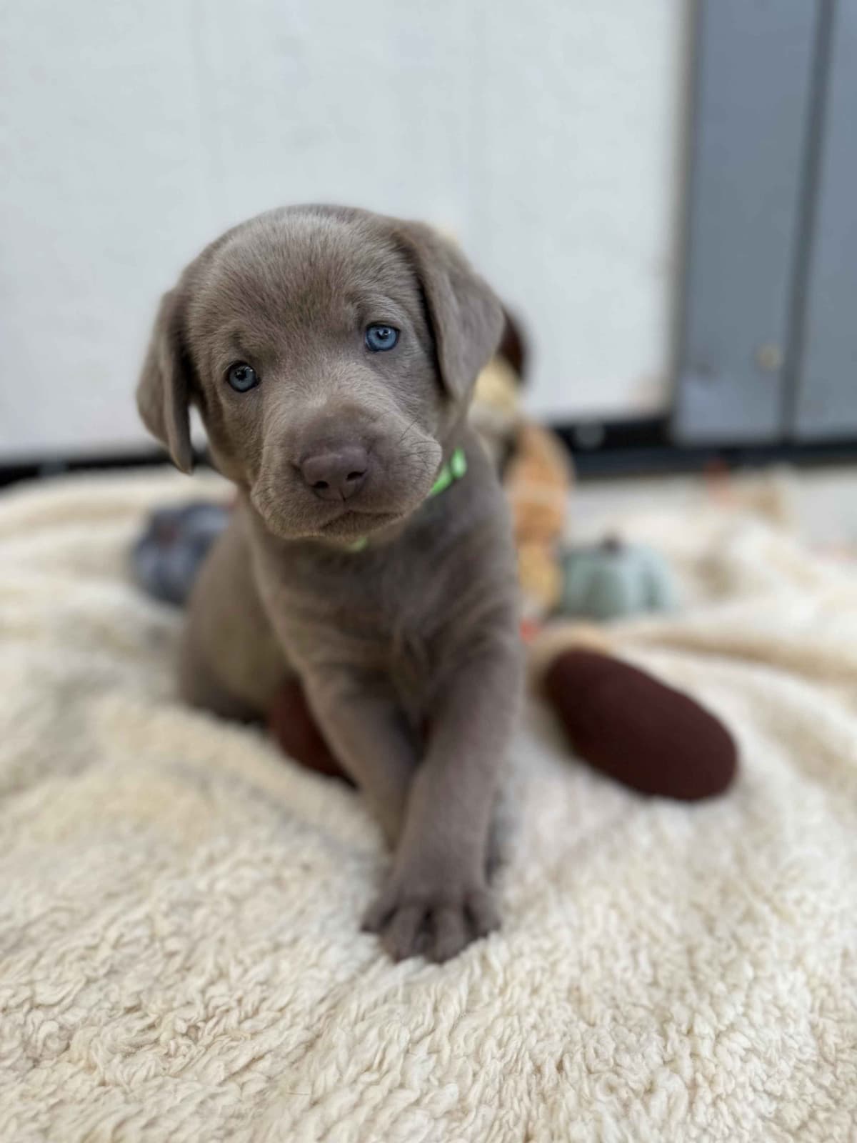 Labrador Retriever Puppies breeder image 2